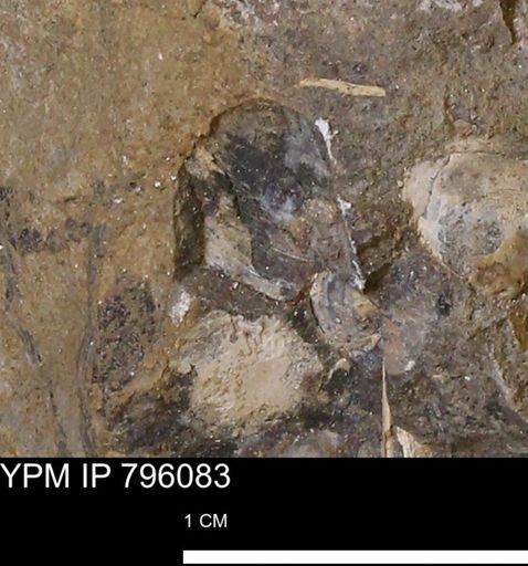 undet. Bivalvia
