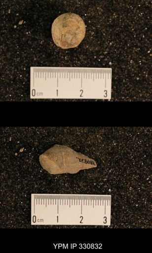 Meekospira peracuta choctawensis