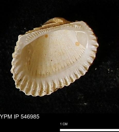 Scapharca transversa