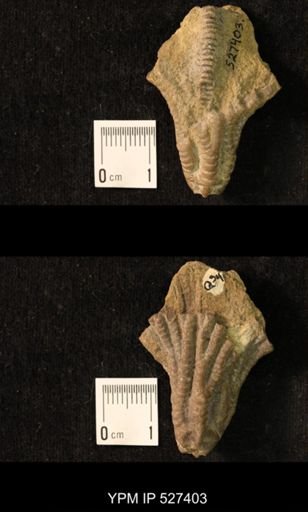 Iocrinus subcrassus