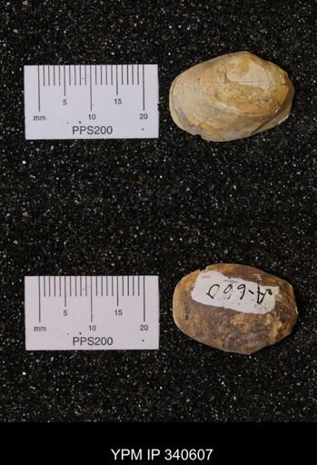 Corbicula sp.