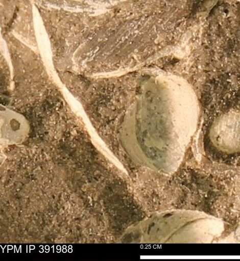 Protocardia sp.