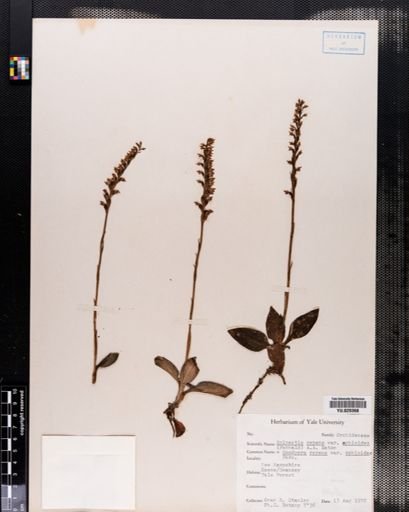 Plantae