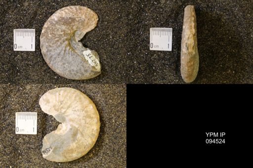 Hoploscaphites birkelundi