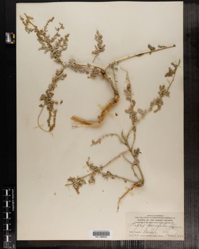 Plantae