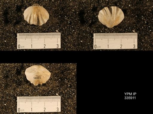 Enteletes hemiplicata