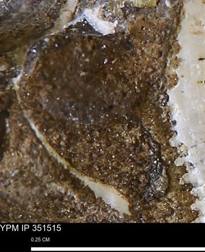 undet. Bivalvia