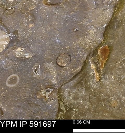 Serpulidae