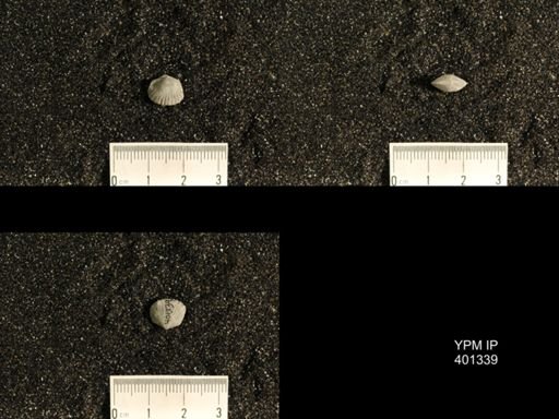 Plectorthis plicatella