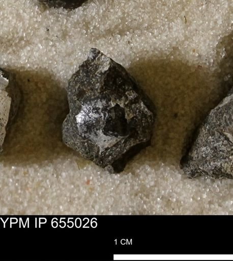 Oxytoma (Hypoxytoma) sp.