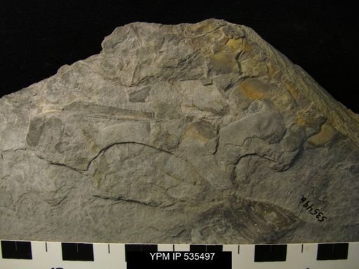 undet. Eurypterida