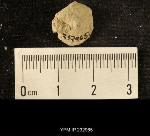 Archaeocidaris sp.