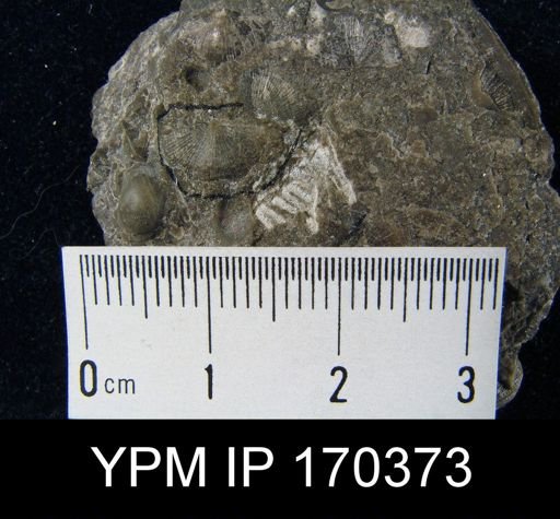 Aporthophyla?