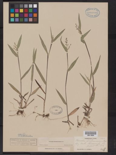 Panicum oligosanthes