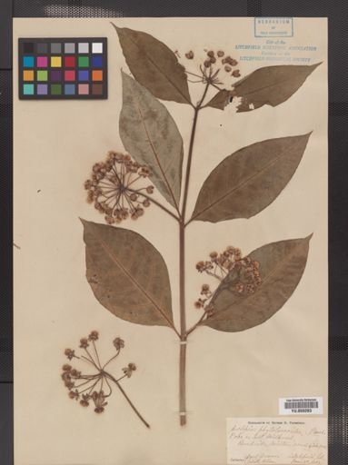 Asclepias phytolaccoides
