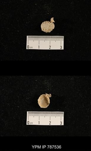 undet. Brachiopoda