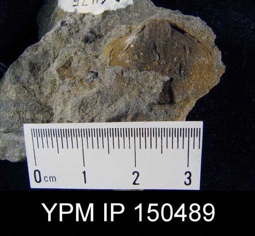 Orthorhynchula sp.