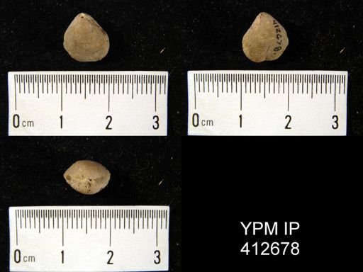 undet. Meristella subquadrata
