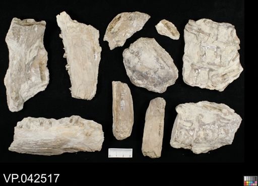 Xiphactinus sp.