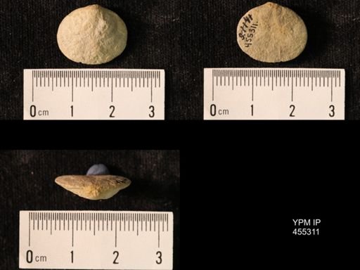 Platyorthis opercularis