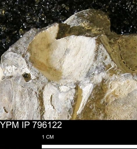 undet. Bivalvia