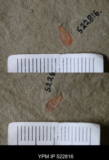 Chelicerata