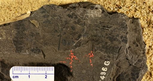 Sphenopteris eifingii