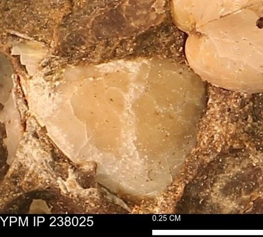 Protocardia subquadrata
