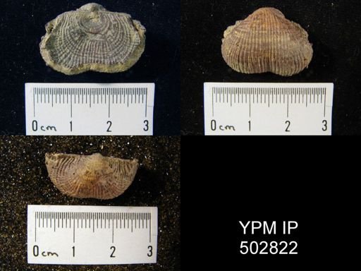 Productus sp.