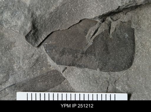 undet. Eurypterida