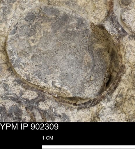 Baculites sp.
