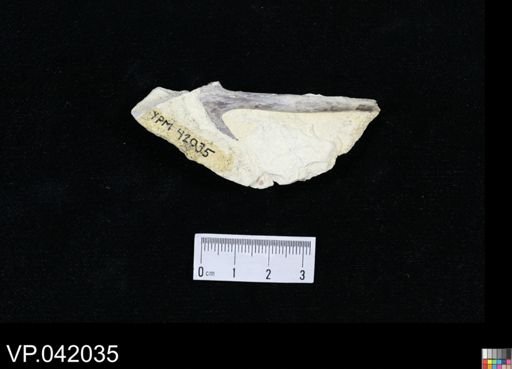 undet. Actinopterygii