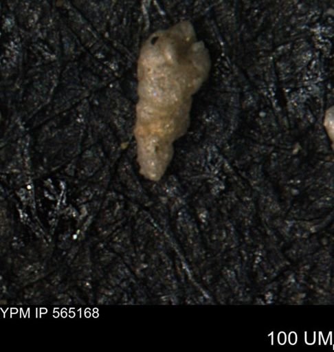 Verneuilinoides kansasensis