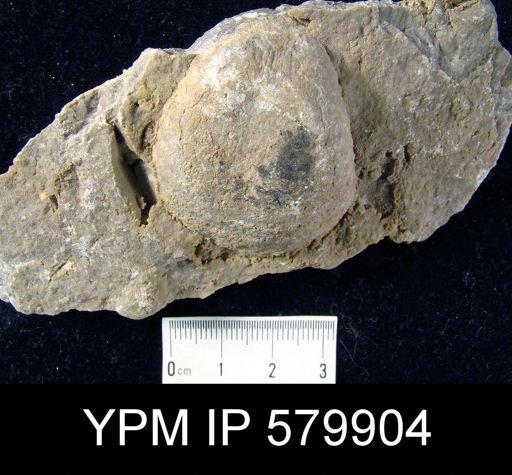 Echinoconchus sp.