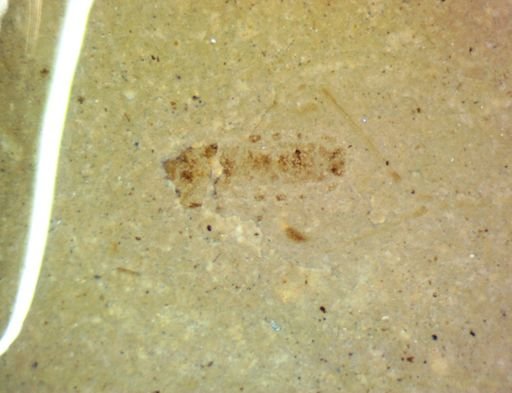 undet. Hexapoda