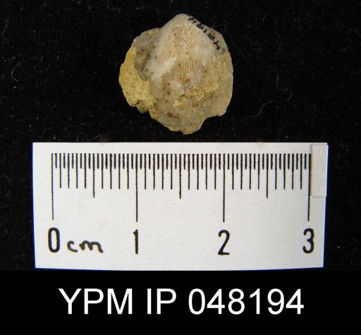Parmorthis brownsportensis