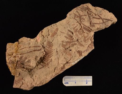 Cladophlebis sp.