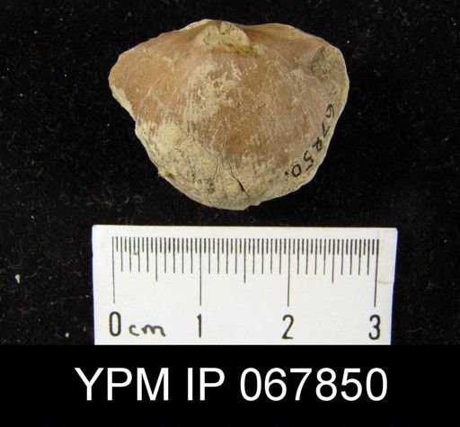 Stropheodonta equistriata