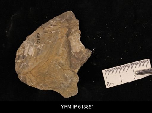 Inoceramus sp.