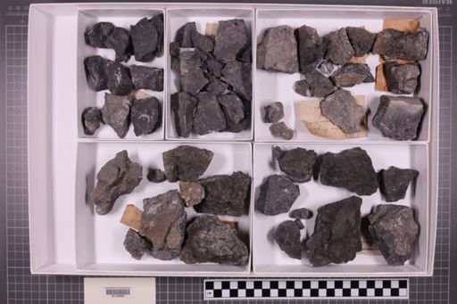 mixed taxa, stratigraphic collection