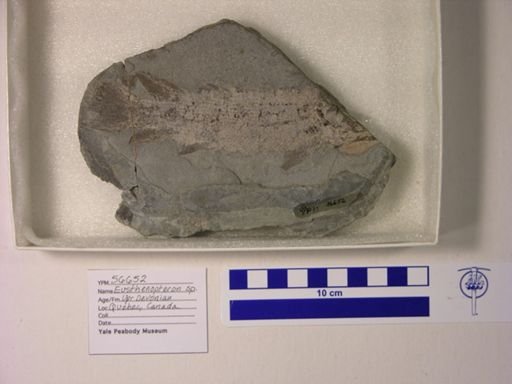 Eusthenopteron sp.