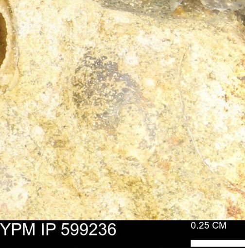 undet. Bryozoa