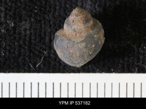 Viviparus montanaensis