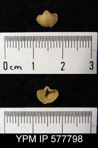 Ambocoelia planoconvexa