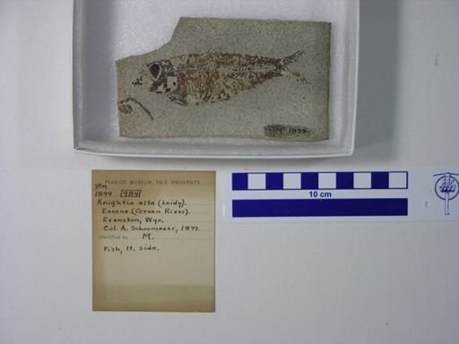 Knightia alta