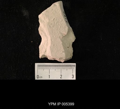 Delopterum dunbari