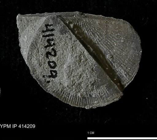 Devonochonetes mucronatus?