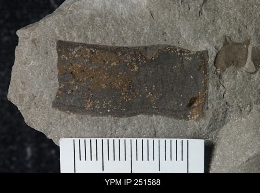 undet. Eurypterida