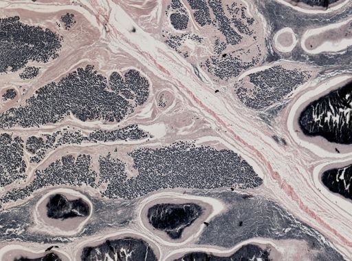 Pleistophora macrozoarcides