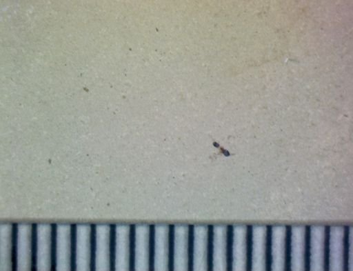 undet. Hymenoptera
